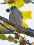 Tufted Titmouse